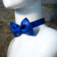 Brilliant Blue Bow Tie