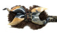 Longhorn II Select Series Bow Tie